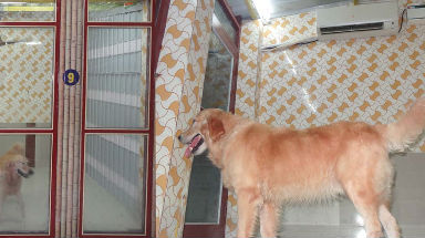dog boarding