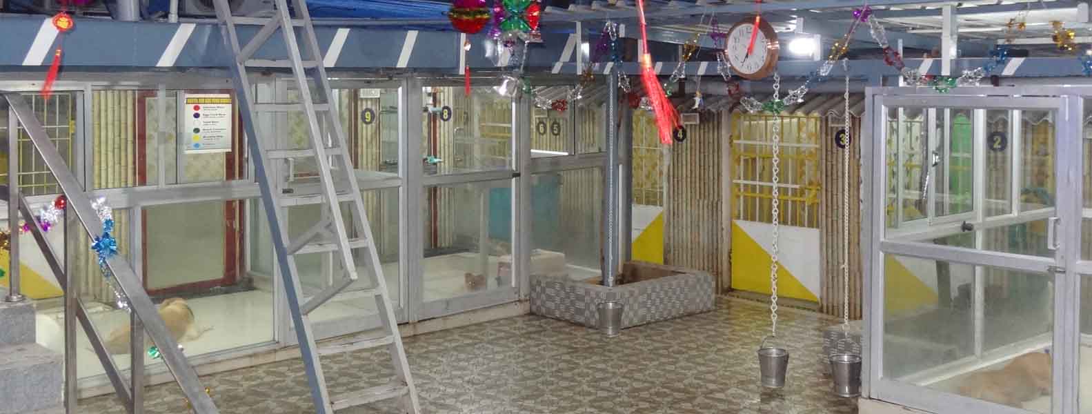 tick problem on dogs