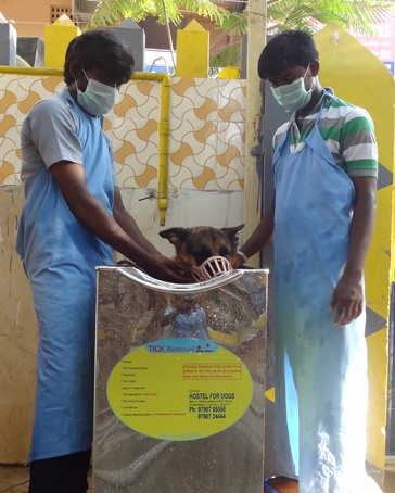 hotel for dogs in chennai