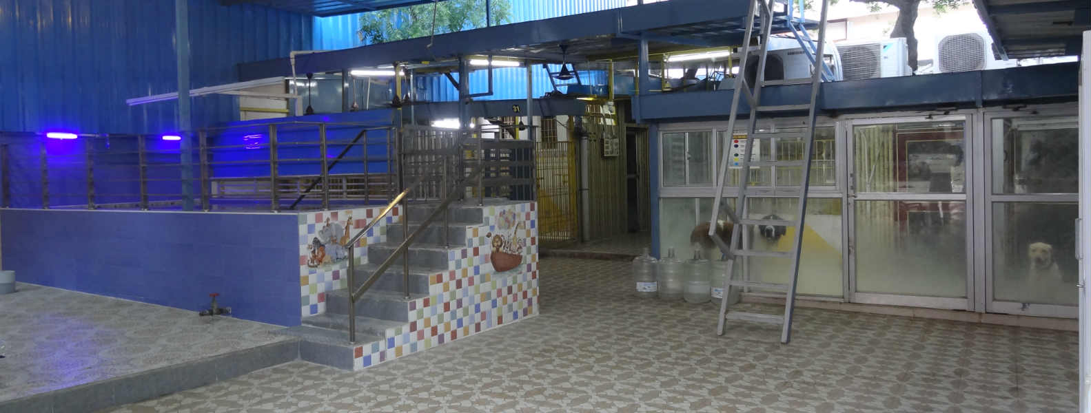 tick control for dogs