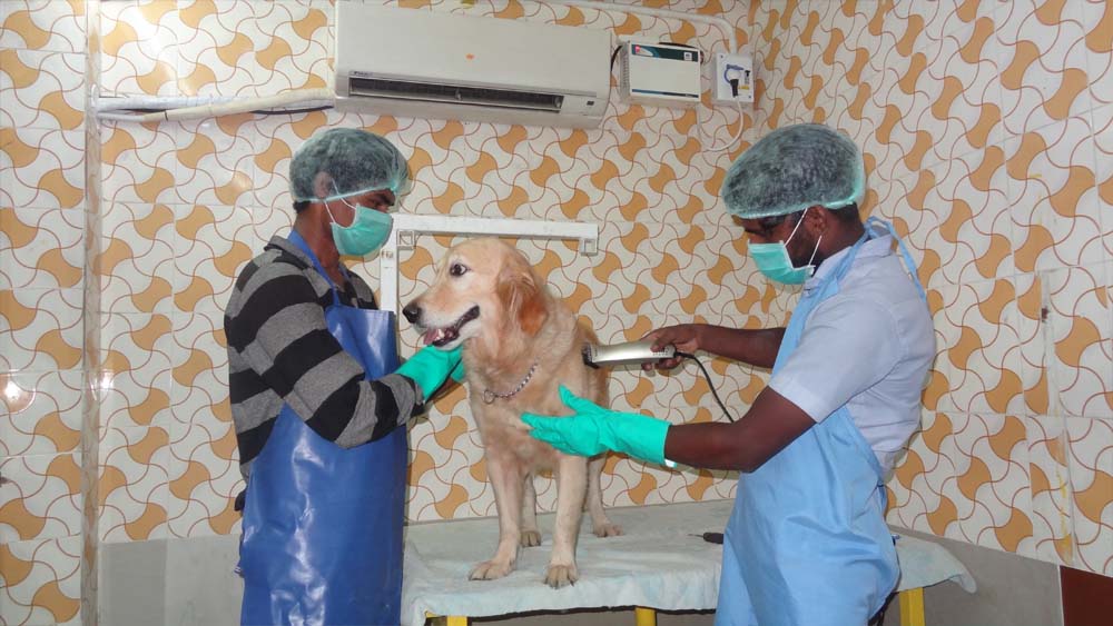 tick treatment for dogs