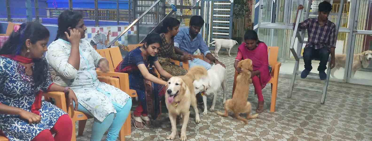 tick removal for dogs