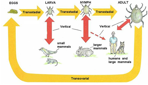 tick removal in chennai
