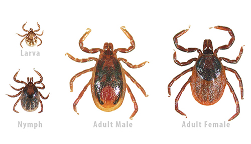 tick removal in chennai