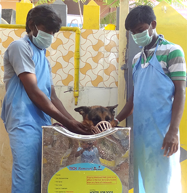 tick treatment for dogs