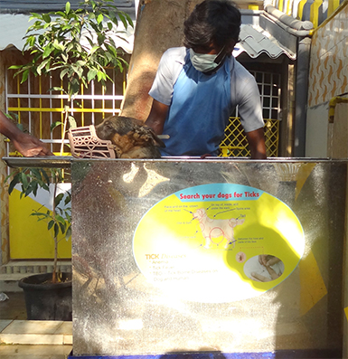 tick treatment for dogs